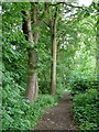 Footpath through Far Tupton Wood in Clay Cross North Ward