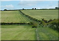 Footpath across rising fields towards Pilsley in Pilsley