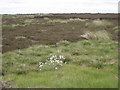Cotton Grass on Danby High Moor in YO21 2NJ