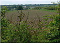 Farmland near Whetstone Gorse in LE8 6UL