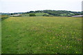 Buttercup and clover field near Felindre in SY18 6PH