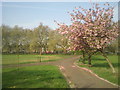 Cherry blossom in Deptford Park in SE8 3RE