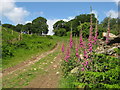 Foxgloves beside the Ridgeway Footpath in CF38 2PT