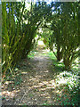 Overgrown yew tree path in RG27 0AB