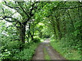 Woodland track to Bramleyhill Farm in Marsh Lane