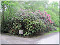 Rhododendrons  at side of path to lake in SY16 3PN