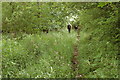 Overgrown track near Preston Hall in EH37 5UQ