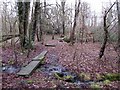 Duckboards over the stream in Lake Wood in BR2 6HZ