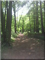 Sunlit path in Lesnes Abbey Woods in DA17 5AG