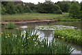 Pond in Langdon Nature Reserve in SS16 6QZ