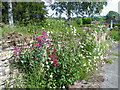 Wildflowers, South Brewham in BA10 0JY
