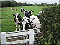 Cows in a field in WA6 0NY