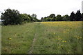 Footpath through patch of yellow flowers in OX10 6JB