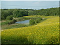 Pond and flower meadow by Pools Brook in S44 5ED
