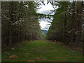 Forest ride in Borlum Wood in IV63 6XF