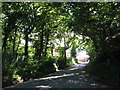 Road through trees in Beddau in CF38 2TP