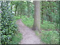 Path in Upper Dearne Woodlands in HD8 8XH