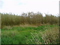 Willow Coppice on Paddock House Farm in LS22 4BJ