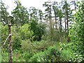 Woodland beside the Berrington Burn in TD15 2TG