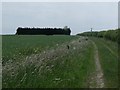 Field and Hedgerow near Thorpe Le Fallows, Lincs in Thorpe in the Fallows