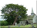 5,000 year-old Yew tree, Discoed Church. in LD8 2NW