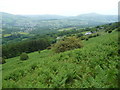 Young bracken on the hillside below Craig y Cilau in Llangattock Community