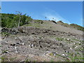 Forestry clearance above Llyn Crafnant in LL27 0JZ