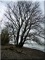 Tree at Hanningfield Reservoir in CM11 1WT