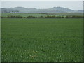 Winter wheat at Dirleton in EH39 5LS