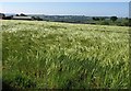 Barley, Ennerleigh Farm in EX16 9RF