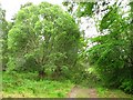 Blocked road, Devilla Forest in FK10 4AT