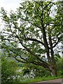 A big old oak hangs towards Loch Leven in PH50 4RJ