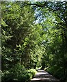 Road through Shilhay Copse in EX16 7RP