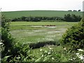 Cattle resting by West Charleton Marsh in TQ7 2AW