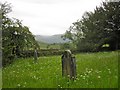 Matterdale Churchyard, a wildflower nature reserve in Matterdale