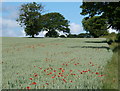 Wheat field, poppies and trees in DE55 5NP