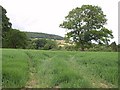 Field with tree, Cotford in EX10 0SQ