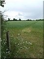 Footpath in Barnardiston