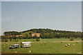 Land Rover in a field of sheep at Bogside, near Forfar in DD8 3RR