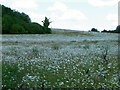 Field of Ox Eye Daisies, West Amesbury in SP4 7BH