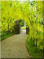 Laburnum Arch at Cortachy in DD8 4LX