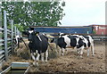 Cattle at Wytch Lane Farm in RG26 5SE
