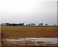 Farmland between buckton and Fenham-le-Moor in NE70 7PW