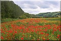 Poppies in a Field South of Sherburn in YO17 8WB