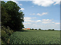 Wheatfield and the edge of Fen Ditton in CB5 8TD