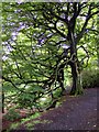 Gnarled tree on path through Shady Walks in BB12 7QW