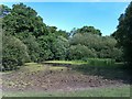 Pond close to Holmsley Road in BH25 5TH