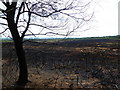 Upton Heath, site of fire i) in BH18 9JP