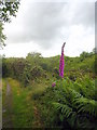 Foxglove beside the footpath on Porkellis Moor in TR13 0HP