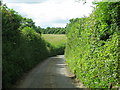 Road north from Symondsbury in DT6 6HJ